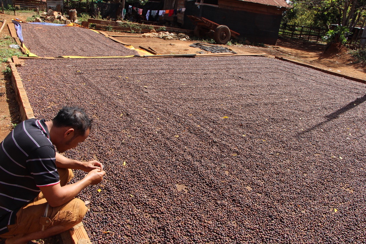 Coffee beans outside to dry in the sun
